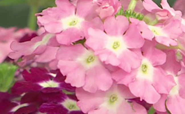 verbena verbena