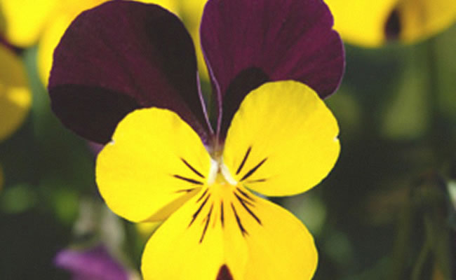viola viola