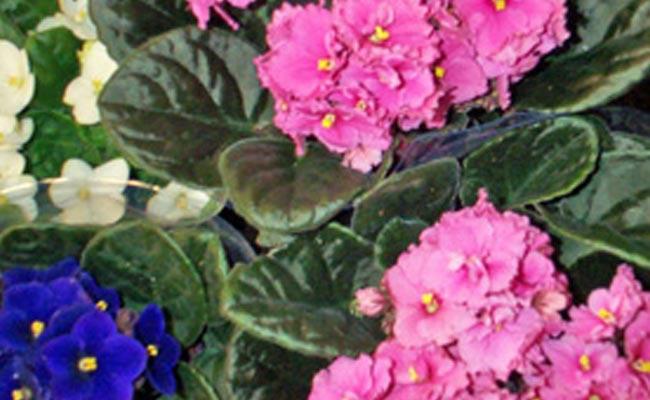 violetta_africana violetta_africana