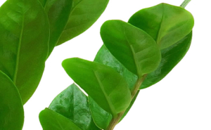 zamia