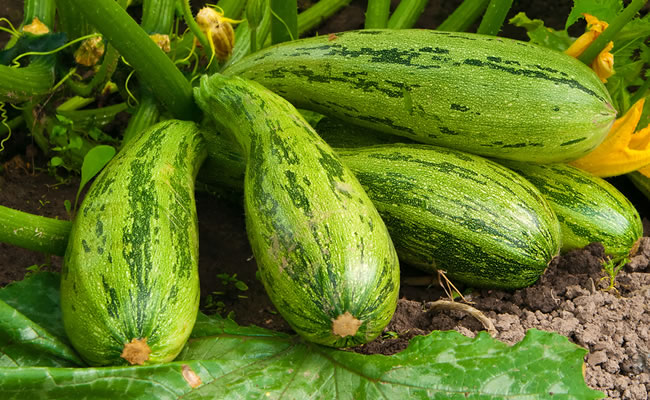 zucchine zucchine