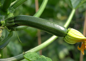 zucchino