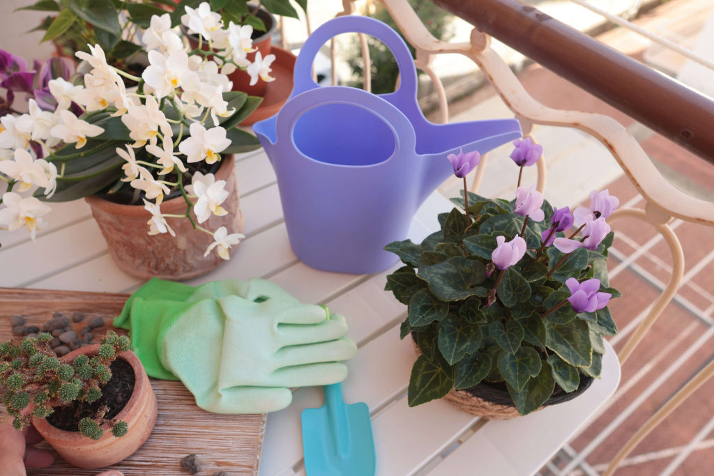 ciclamini e orchidee in terrazzo ciclamini e orchidee in terrazzo