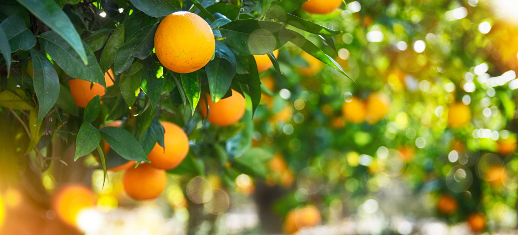 piante di arance in giardino