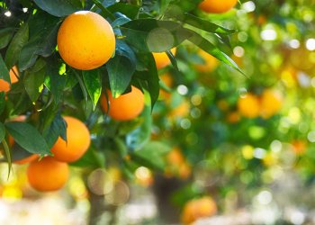 piante di arance in giardino piante di arance in giardino