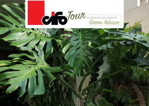 urban jungle cifo tour