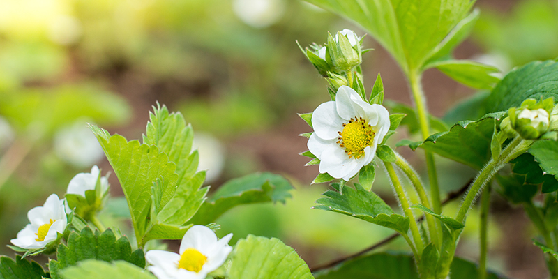 CIFO-B-Active-fiore fragola