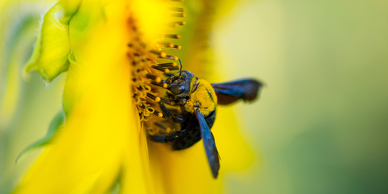 Scarsa allegagione e cascola dei fiori: come sostenere la fruttificazione