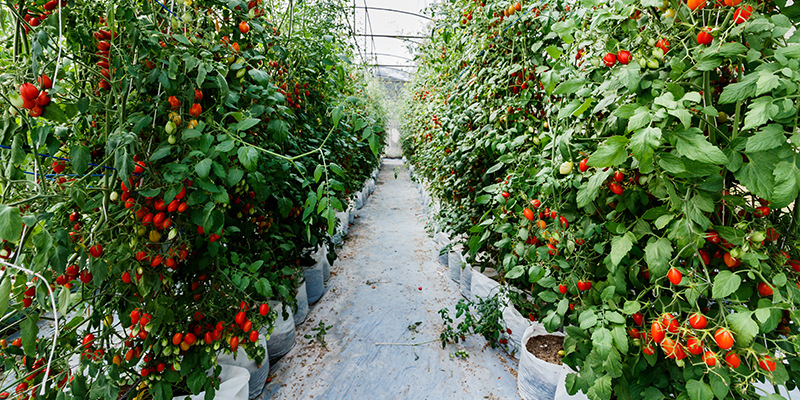 Poor Fruit Set and Flower Drop: How to Support Fruit Development