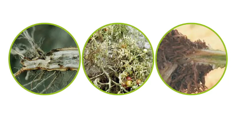 Funghi del terreno: come proteggere radice e produttività delle colture