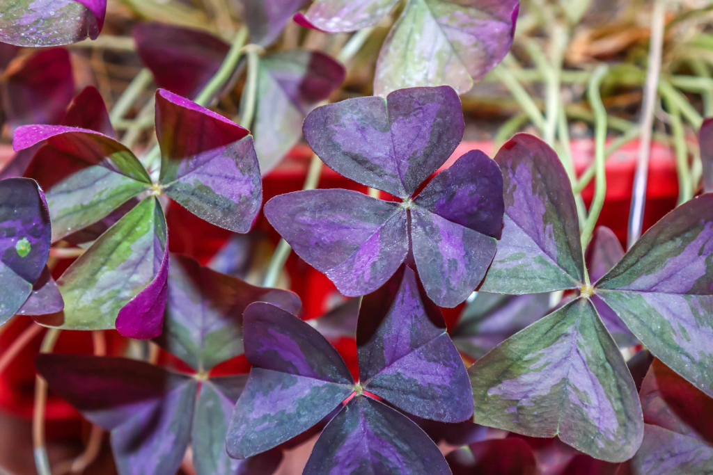 Piccoli spazi, grandi sogni: la tua oasi urbana in un metro quadro