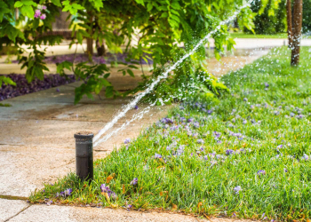 Automatic sprinklers for watering grass. the lawn is watered in summer. convenient for home. wisteria flower falls off