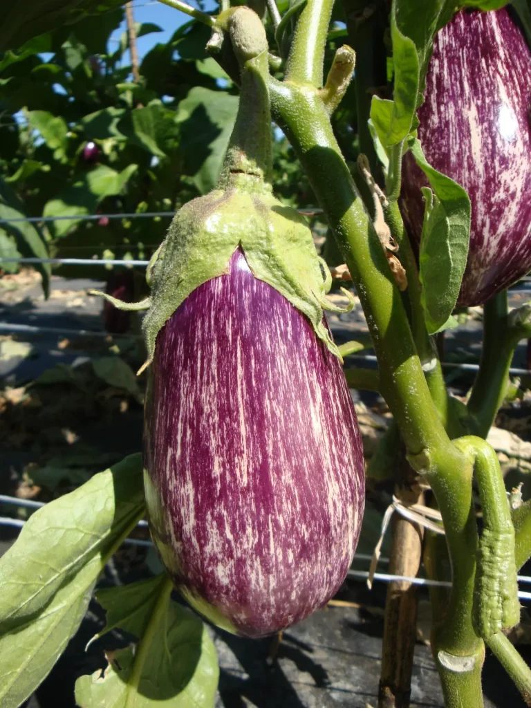 Attecchimento e radicazione: strategia tecnica post-trapianto