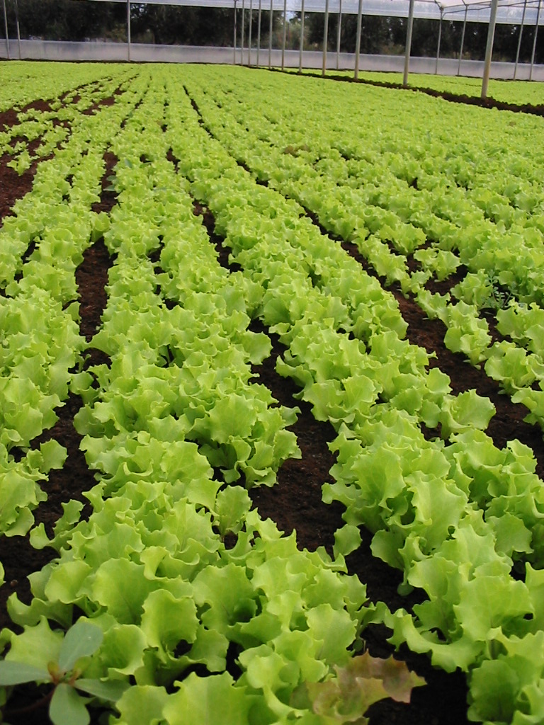 Fertilità del suolo e benessere radicale: la chiave per produttività superiori