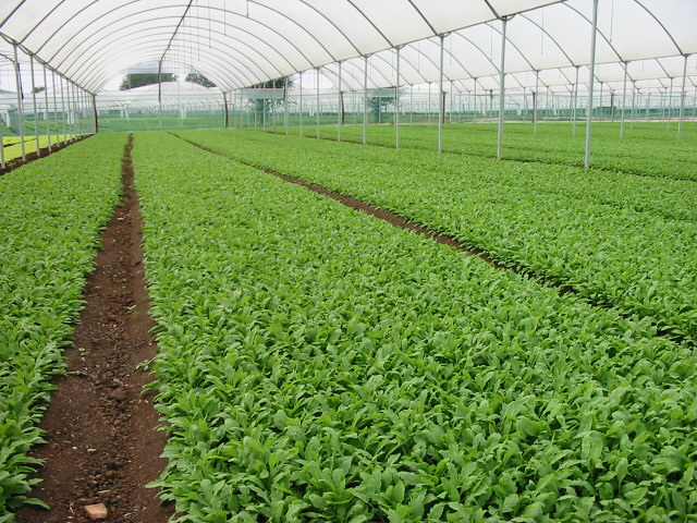 Rucola2
