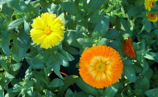 Calendula-officinalis Calendula-officinalis
