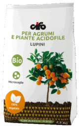 G_lupini