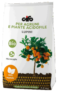 G_lupini