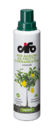 agrumi