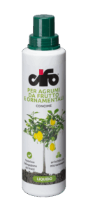 agrumi