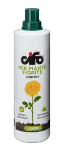 fiorite-e1497437684794