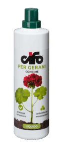 gerani