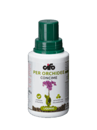 orchidee
