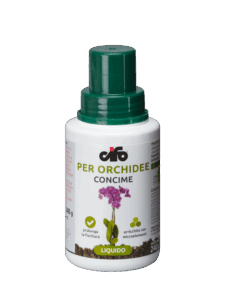 orchidee