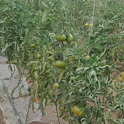 Preservare la fertilità del terreno per salvaguardare le produzioni