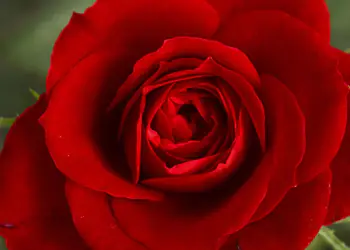 come-avere-rose-sane come-avere-rose-sane