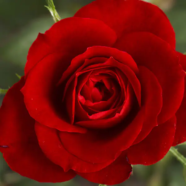 come-avere-rose-sane