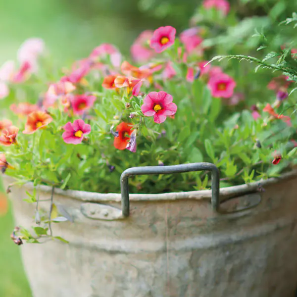 composizioni-floreali