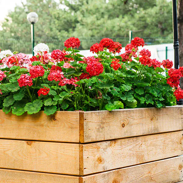 immagine prolungare le fioriture