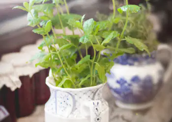 10 aromatiche amate dai grandi chef