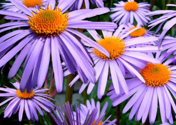 Autunno-balconi-terrazzi-in-fiore