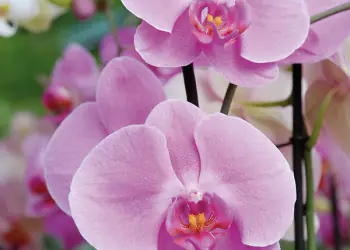 Orchidee, regine dell’inverno