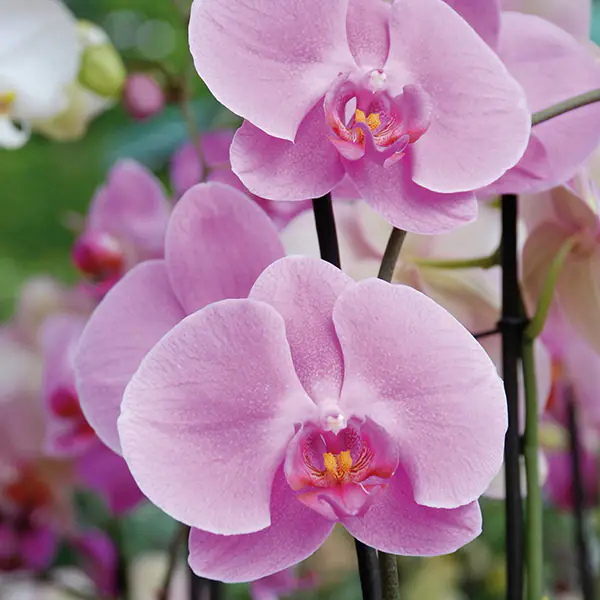 Orchidee, regine dell’inverno