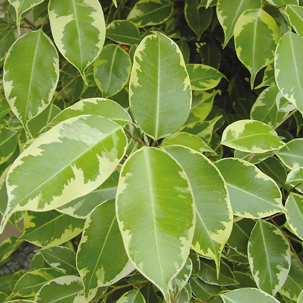 La salute delle piante tropicali da interno