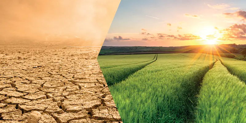 Fenomeni climatici estremi: dalle alghe un aiuto indispensabile