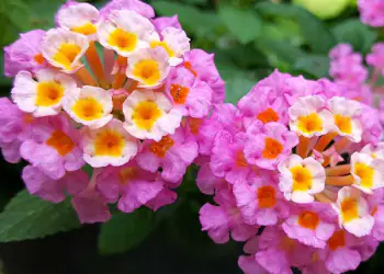 Shopping verde: nuove idee per i fiori in balcone e giardino