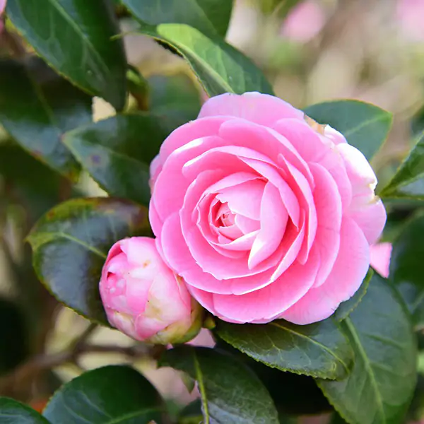 Cifo_Newsletter 06-2019 foto quadrata 2 Azalee, rododendri e camelie, le cure indispensabili