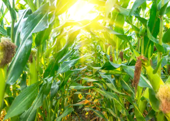 Growing organic corn Growing organic corn