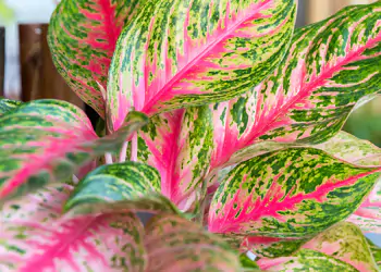 Piante in casa: come aiutarle a ritrovare energia