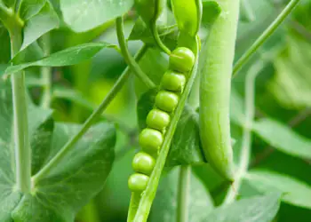 Cifo_Newsletter-12-2019-foto-quadrata-2 Cifo_Newsletter-12-2019-foto-quadrata-2