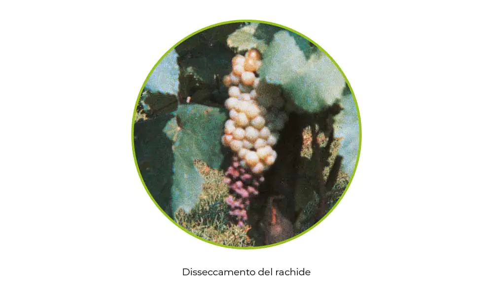LA RISPOSTA IDEALE CONTRO IL DISSECCAMENTO DEL RACHIDE