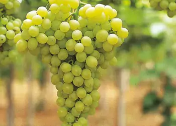 Cifo-uva-da-tavola Cifo-uva-da-tavola
