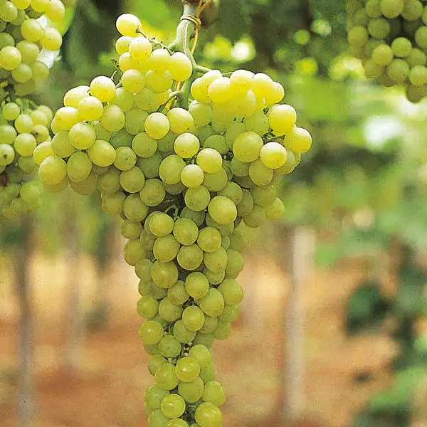 Cifo-uva-da-tavola Cifo-uva-da-tavola
