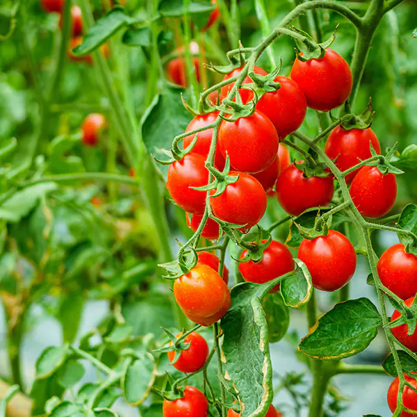 Cifo_Newsletter 14-2019 foto 1 quadrata Pomodori, il colore della salute