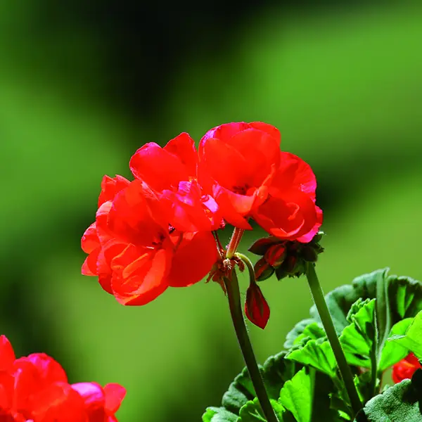Cifo_Newsletter 14-2019 foto 2 quadrata Proteggere i gerani e stimolare una ricca fioritura