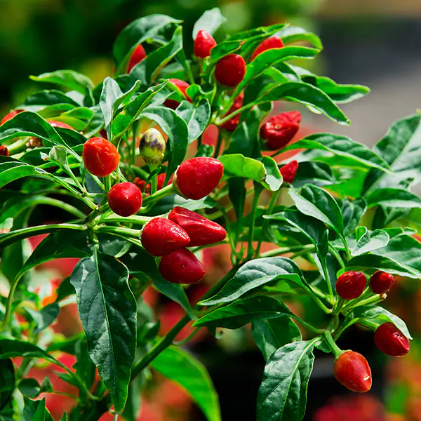 Cifo_Newsletter 19-2019 foto quadrata 2 Peperoncini in vaso, gran spettacolo